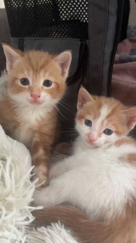 British Shorthair kittens for sale in Leicester, Leicestershire – 10 weeks old - Image 3 of 3