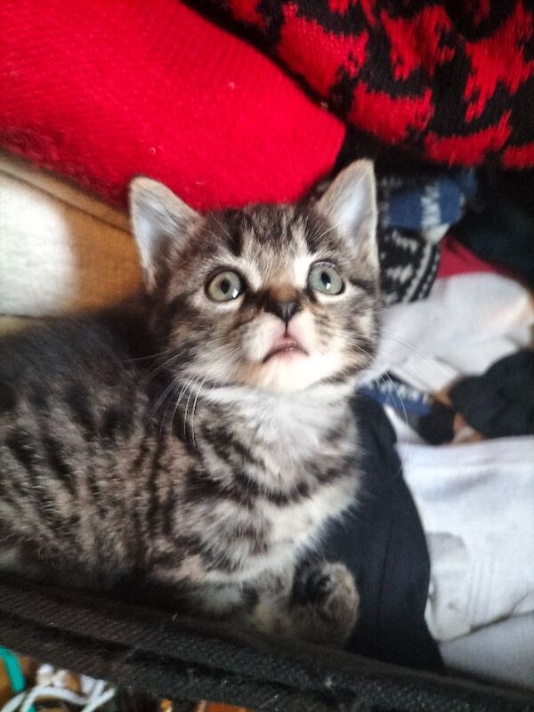 British Shorthair kittens for sale in Portsmouth, Hampshire – 9 weeks old - Image 8 of 10
