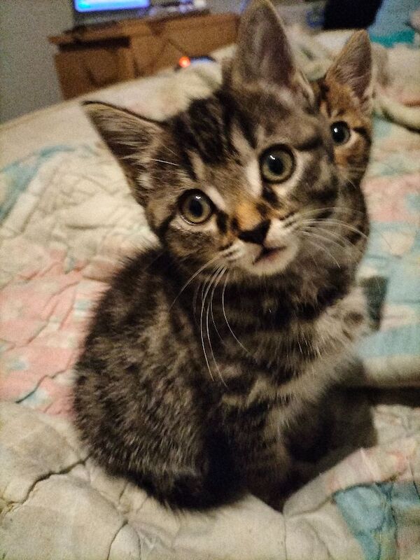 British Shorthair kittens for sale in Portsmouth, Hampshire – 9 weeks old - Image 10 of 10