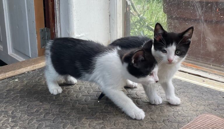 British Shorthair kittens for sale in Redbridge, Greater London – 3 months old - Image 2 of 3