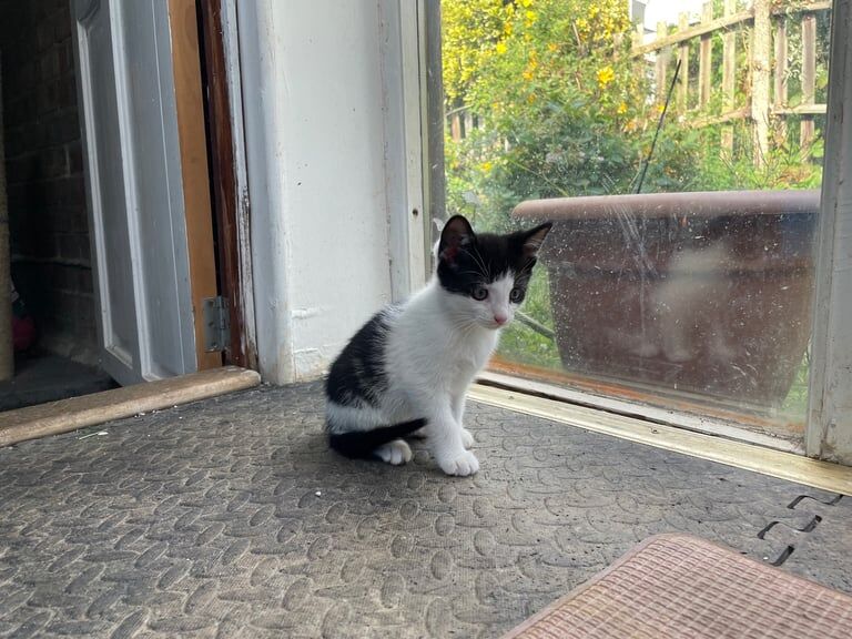 British Shorthair kittens for sale in Redbridge, Greater London – 3 months old - Image 3 of 3