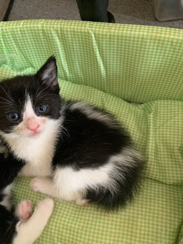 2 black and white kittens for sale in Streatham, Greater London
