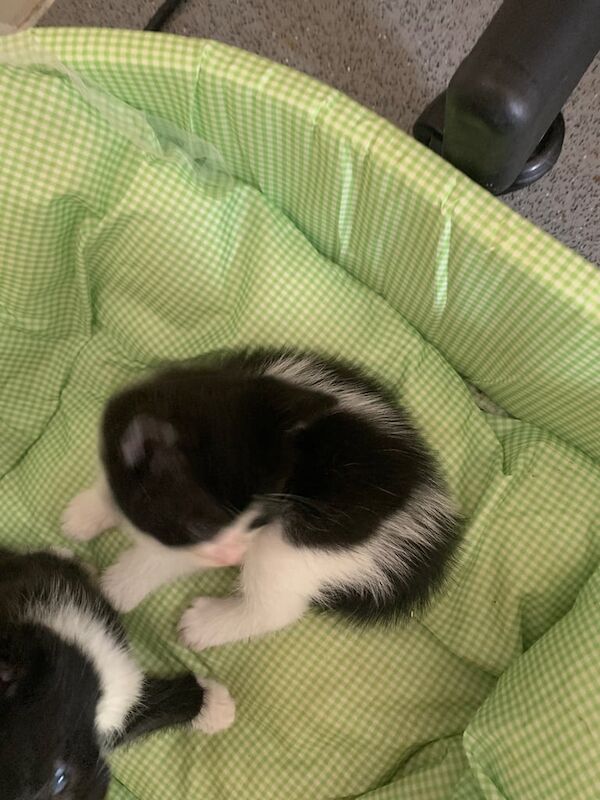 2 black and white kittens for sale in Streatham, Greater London - Image 2