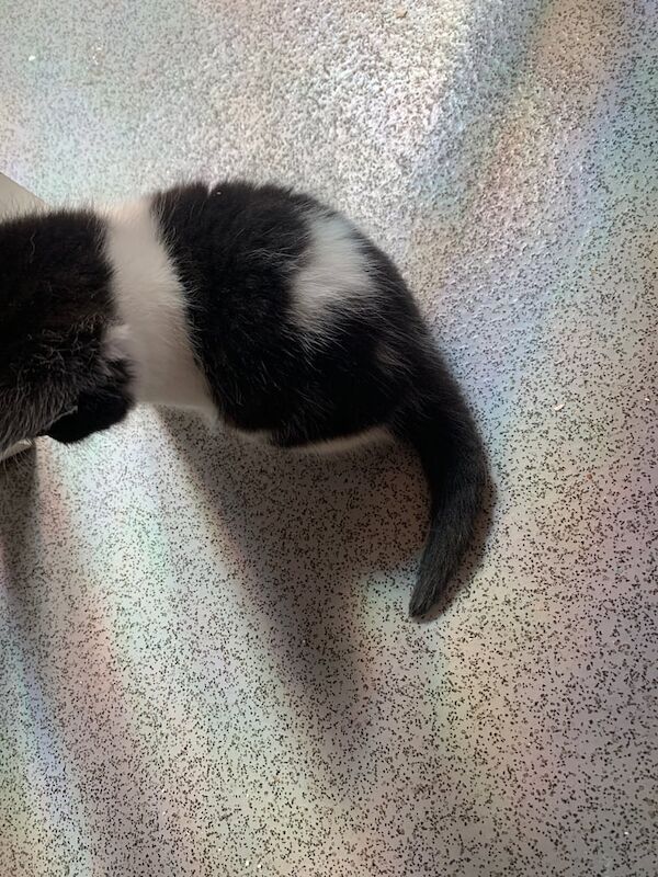 2 black and white kittens for sale in Streatham, Greater London - Image 3