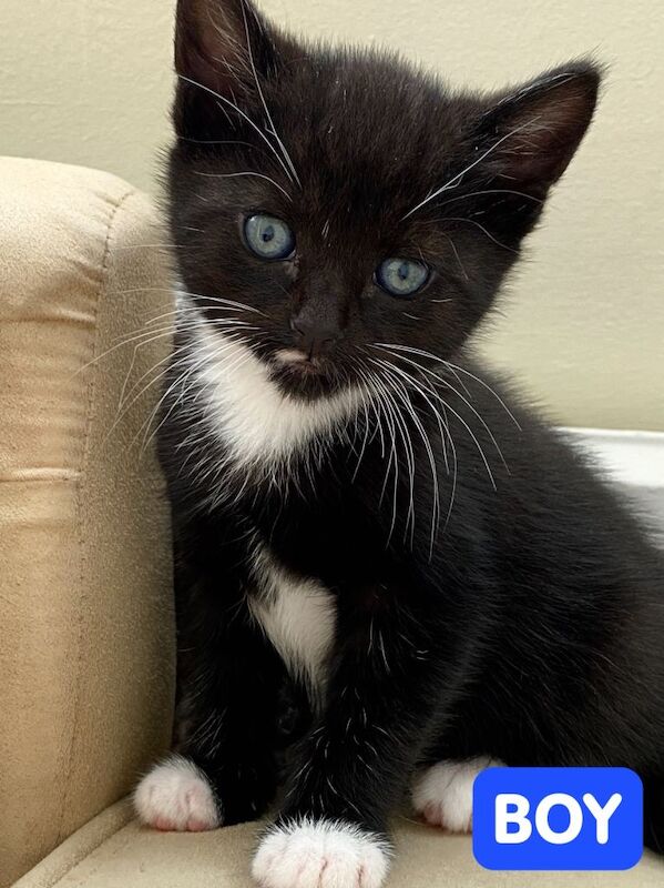 2 Black-and-White Tuxedo Kittens and 2 Black Kittens – Ready for Loving Homes! Beautiful markings