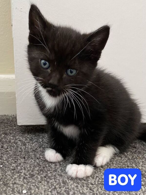 2 Black-and-White Tuxedo Kittens and 2 Black Kittens – Ready for Loving Homes! Beautiful markings - Image 2 of 4