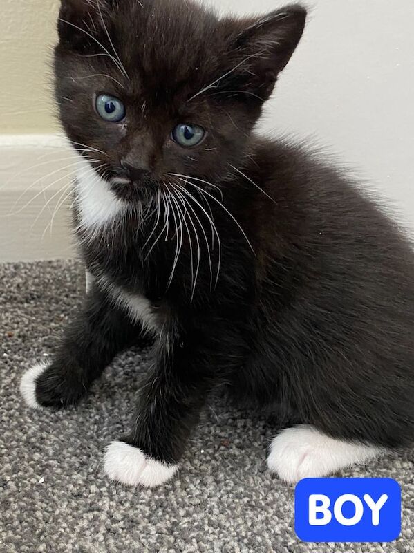 2 Black-and-White Tuxedo Kittens and 2 Black Kittens – Ready for Loving Homes! Beautiful markings - Image 3 of 4