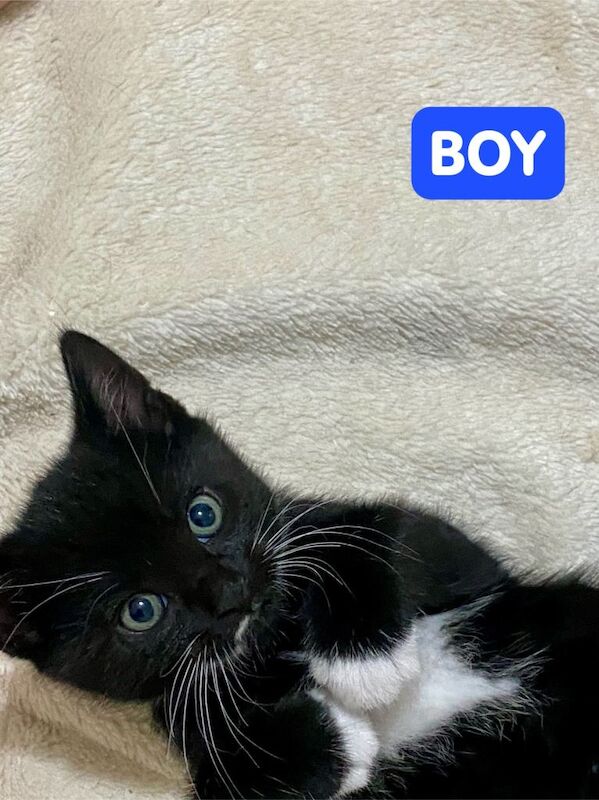 2 Black-and-White Tuxedo Kittens and 2 Black Kittens – Ready for Loving Homes! Beautiful markings - Image 4 of 4