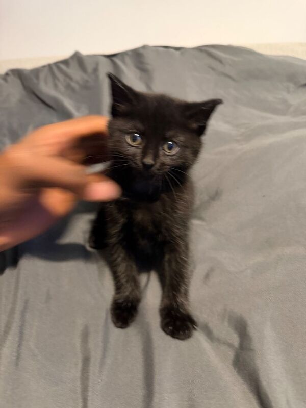 British Shorthair Kittens For Sale