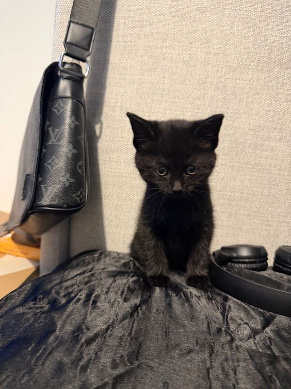 British Shorthair kittens for sale in Farnworth, Manchester – 9 weeks old - Image 2 of 4