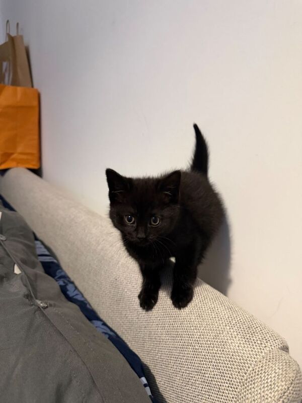 British Shorthair kittens for sale in Farnworth, Manchester – 9 weeks old - Image 3 of 4