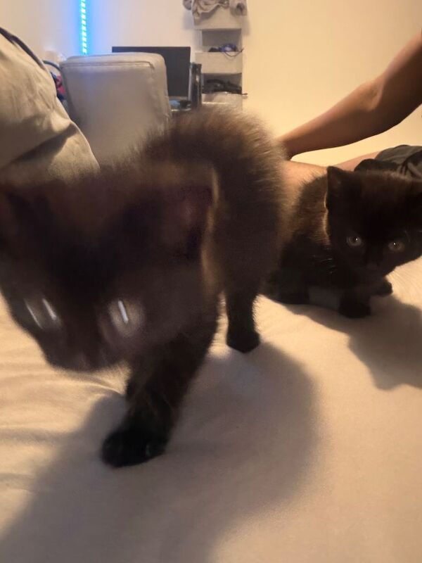 British Shorthair kittens for sale in Farnworth, Manchester – 9 weeks old - Image 4 of 4