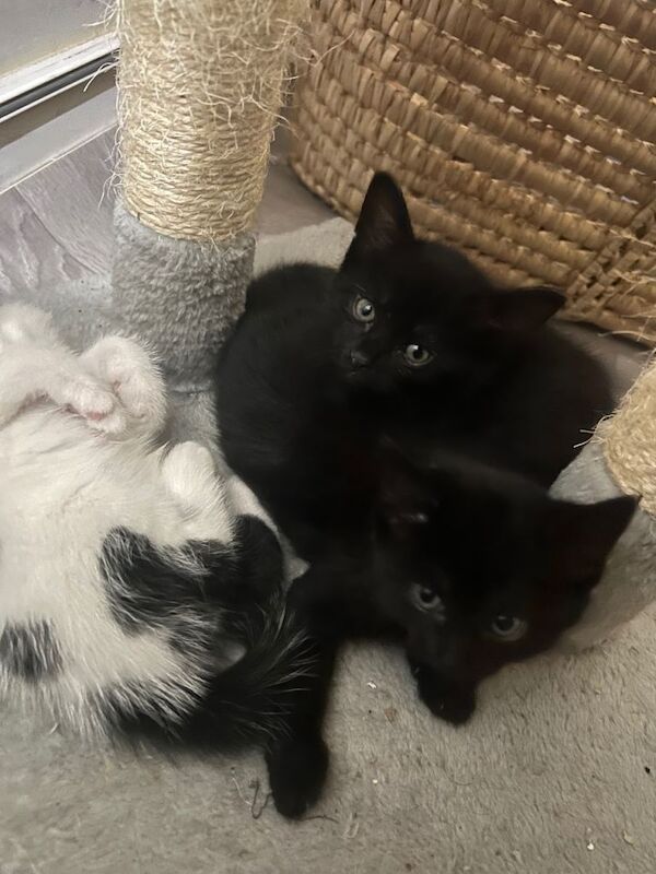 British Shorthair kittens for sale in Greenford, Greater London – 5 weeks old