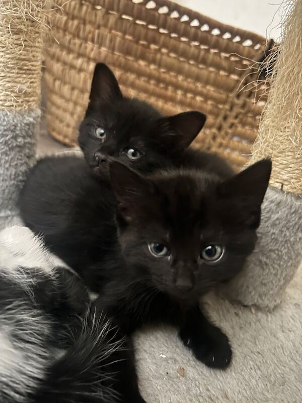 2 Black cats (Both Female) - Image 2 of 4