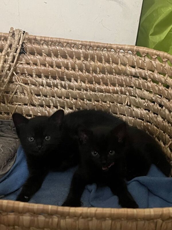 2 Black cats (Both Female) - Image 3 of 4