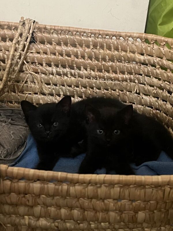 2 Black cats (Both Female) - Image 4 of 4