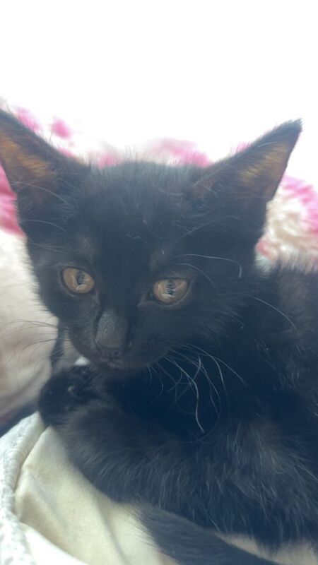 2 black cats for sale