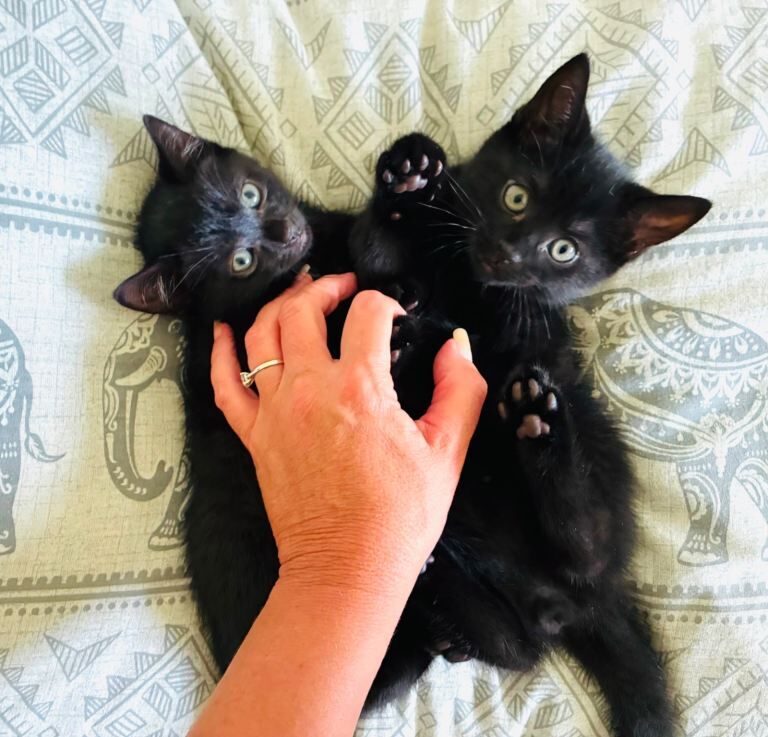 2 boy cats for sale - Image 2 of 4