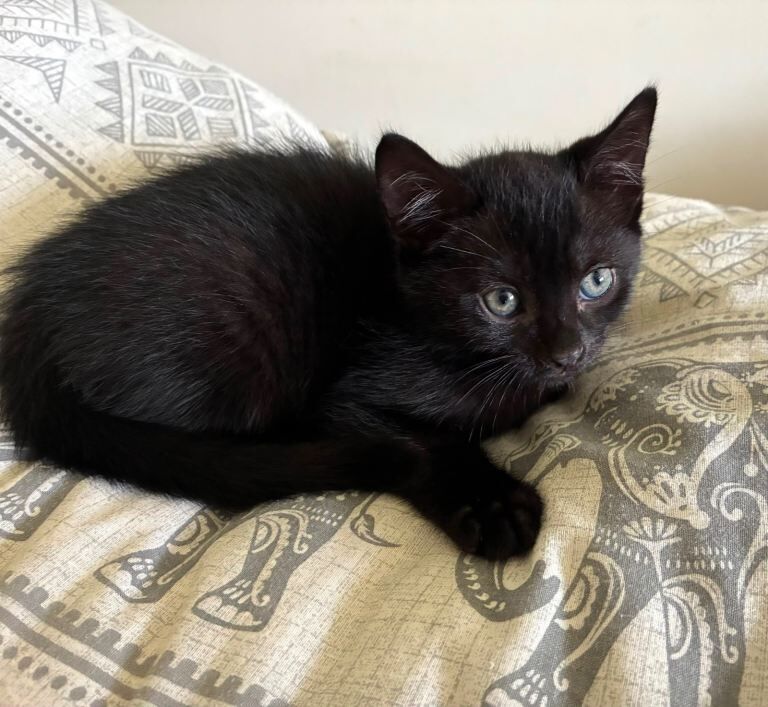 2 boy cats for sale - Image 3 of 4