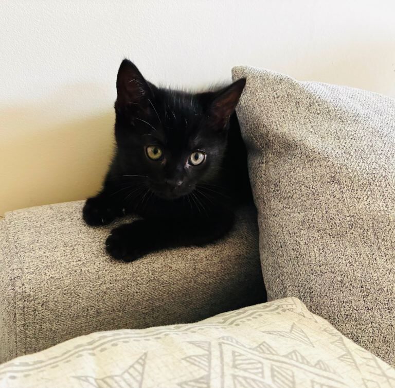 2 boy cats for sale - Image 4 of 4