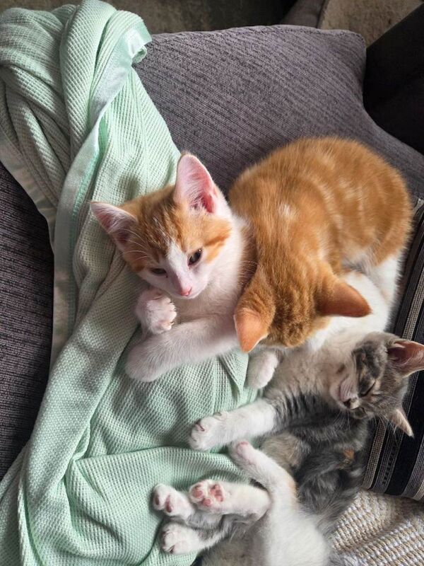 2 boy kittens - Image 2 of 3