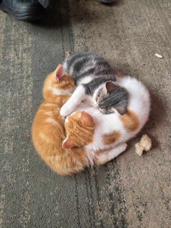 2 boy kittens - Image 3 of 3