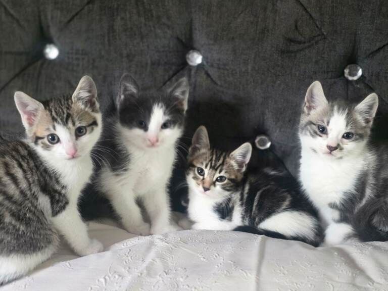 2 Boys 2 Girl's 9 weeks old Ready to go now
