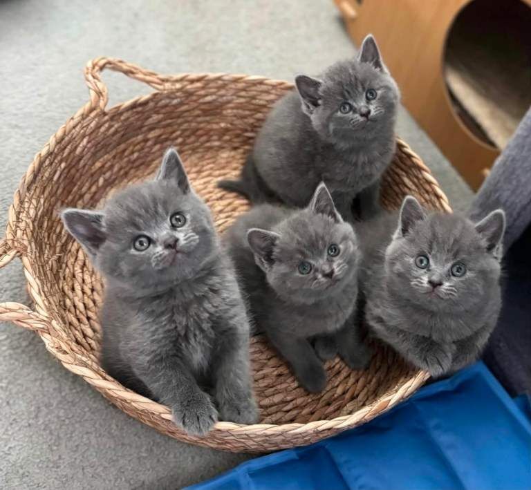 British shorthair kitten looking new home