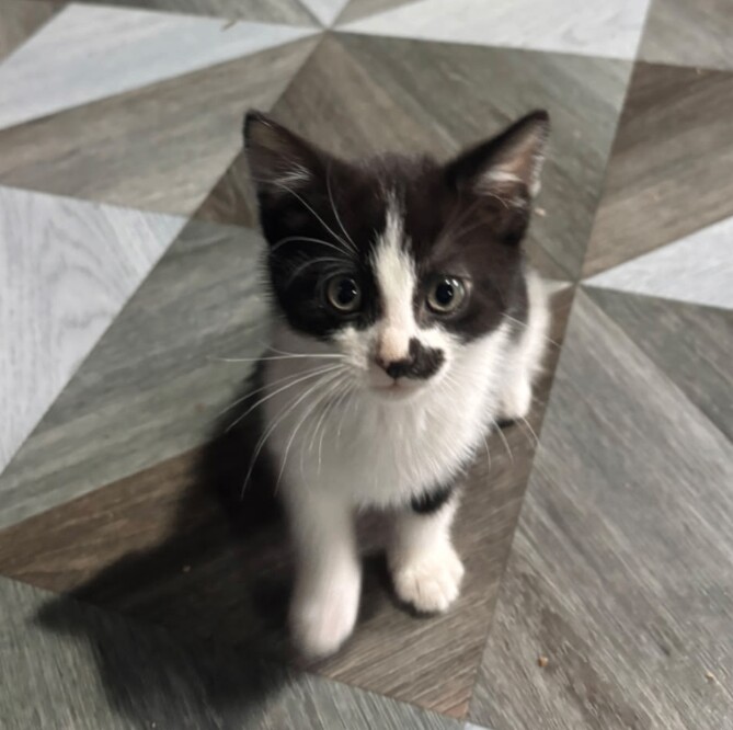 British Shorthair Kittens For Sale