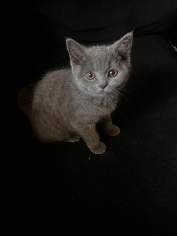 2 british blue kittens for sale
