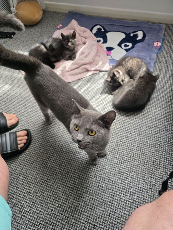 2 British blue playfull Shorthair crossed kittens 2 femail 1 male