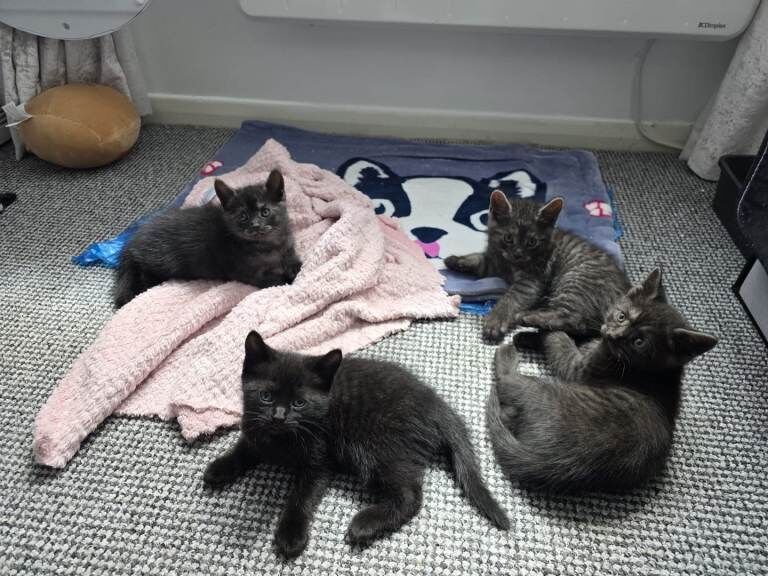 2 British blue playfull Shorthair crossed kittens 2 femail 1 male - Image 2 of 6