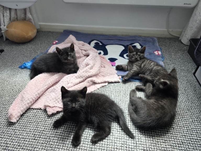 2 British blue playfull Shorthair crossed kittens 2 femail 1 male - Image 3 of 6