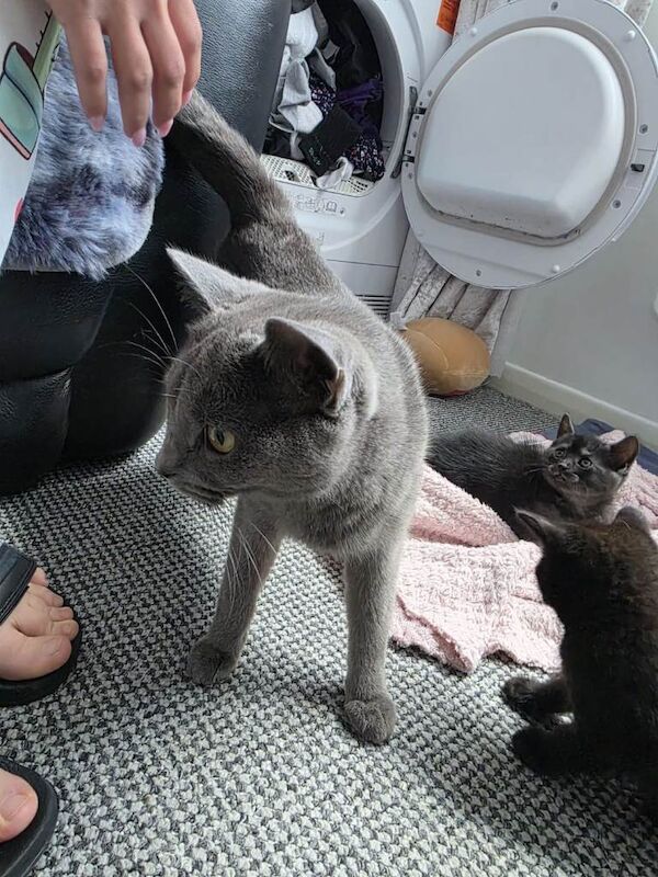 2 British blue playfull Shorthair crossed kittens 2 femail 1 male - Image 4 of 6