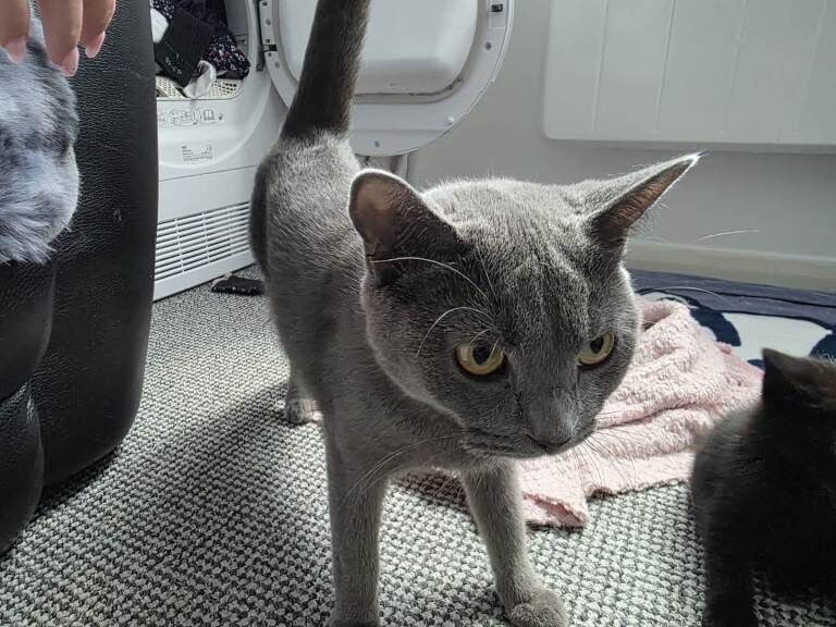 2 British blue playfull Shorthair crossed kittens 2 femail 1 male - Image 5 of 6