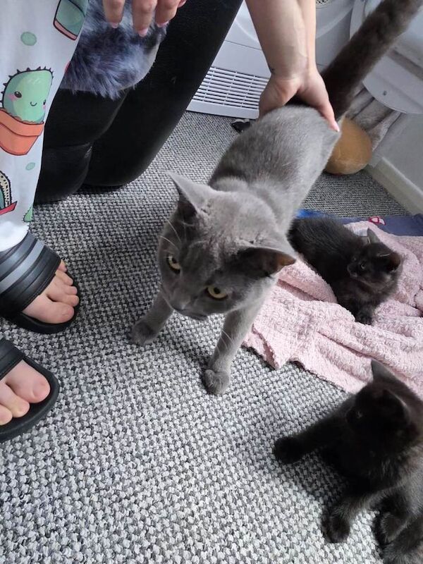 2 British blue playfull Shorthair crossed kittens 2 femail 1 male - Image 6 of 6