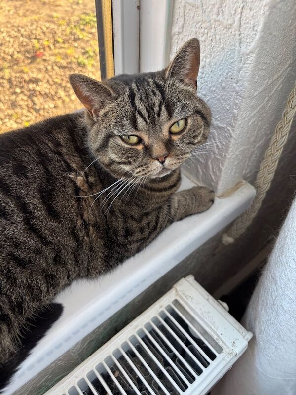 2 British short hair female cats for sale in Bishop Auckland, Durham