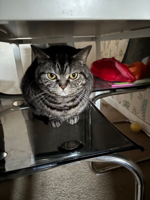 2 British short hair female cats for sale in Bishop Auckland, Durham - Image 2
