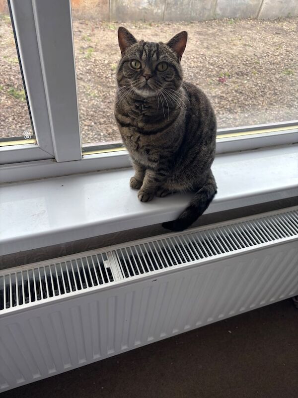 2 British short hair female cats for sale in Bishop Auckland, Durham - Image 3