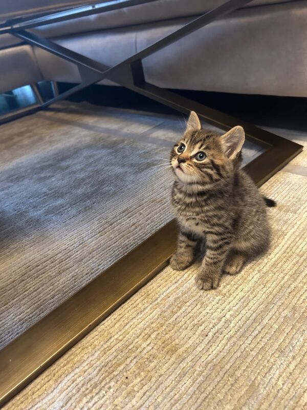 2 British shorthair/ bengal cat mixed for sale in Romford, Greater London