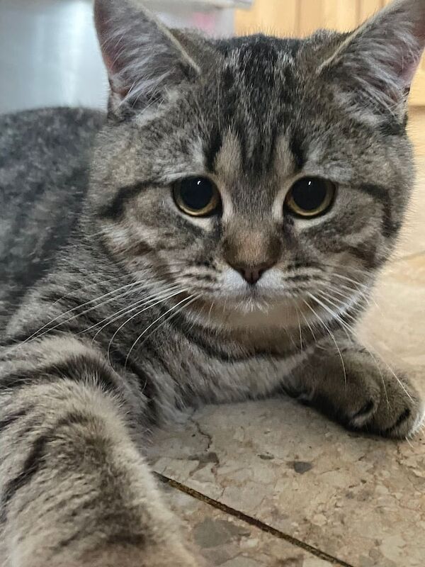 British Shorthair kittens for sale in Sparkhill, West Midlands – 2 years old
