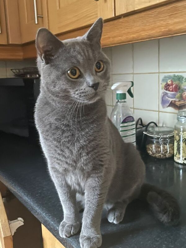 British Shorthair kittens for sale in Sparkhill, West Midlands – 2 years old - Image 2 of 3