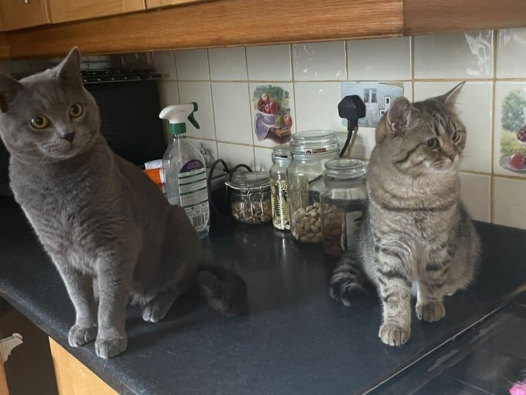 British Shorthair kittens for sale in Sparkhill, West Midlands – 2 years old - Image 3 of 3