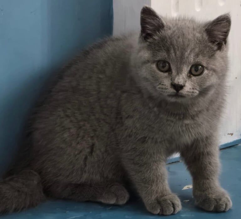 2 British shorthair kittens for sale in Oldham, Greater Manchester