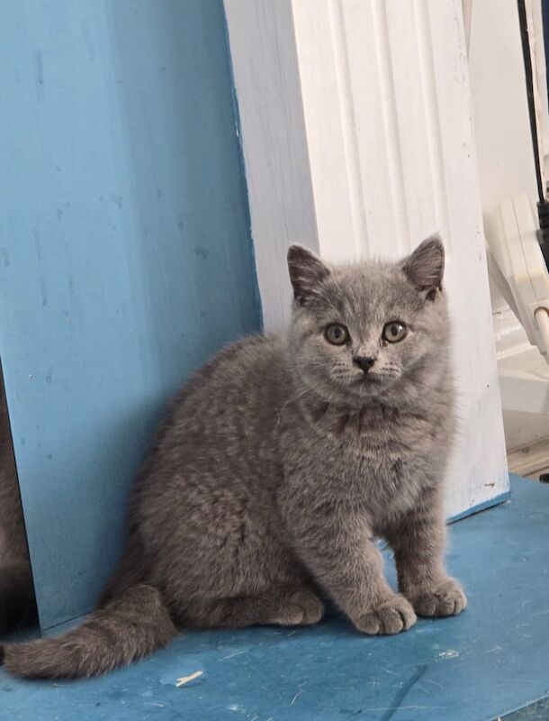 2 British shorthair kittens for sale in Oldham, Greater Manchester | Image 2