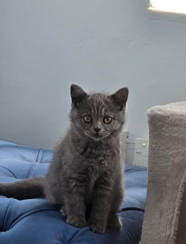 2 British shorthair kittens for sale in Oldham, Greater Manchester | Image 3