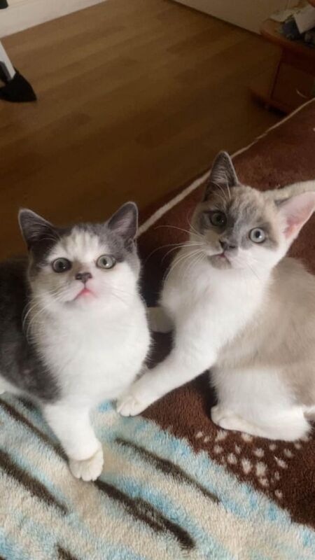 2 British shorthair kittens for sale in Enniskillen, County Fermanagh