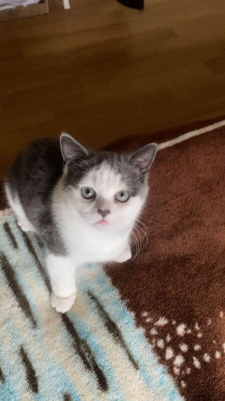 2 British shorthair kittens for sale in Enniskillen, County Fermanagh | Image 3
