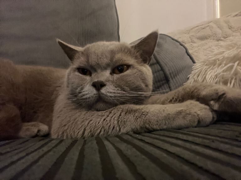 British Shorthair kittens for sale in Staines-upon-Thames, Surrey – 2 years old
