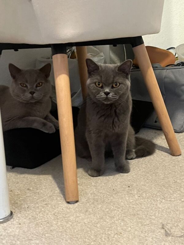 British Shorthair kittens for sale in Staines-upon-Thames, Surrey β 2 years old - Image 2 of 6